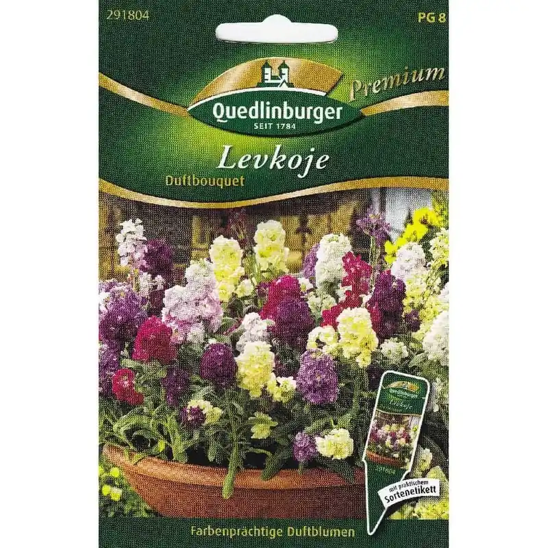 Aktuell Levkojen Samen, Sommerblumen, Duftbouquet